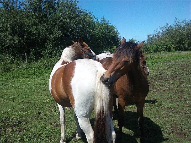 Anden særlig race Flamme (Solgt) - Flamme og Sunshine :* billede 3
