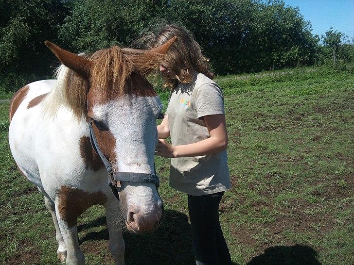 Anden særlig race Flamme (Solgt) billede 4