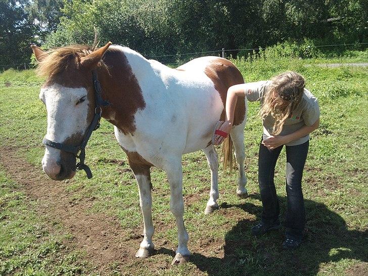 Anden særlig race Flamme (Solgt) billede 5