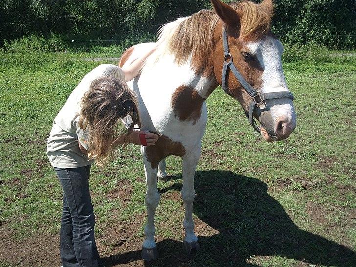 Anden særlig race Flamme (Solgt) billede 6