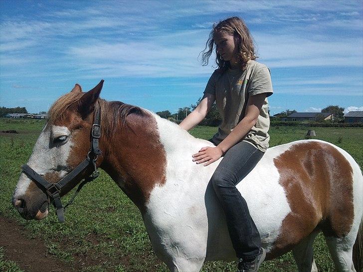 Anden særlig race Flamme (Solgt) billede 7