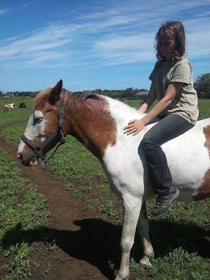 Anden særlig race Flamme (Solgt) billede 8