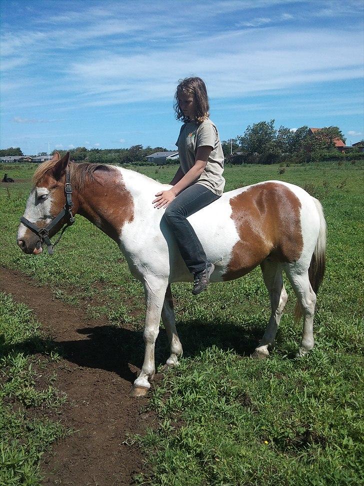 Anden særlig race Flamme (Solgt) billede 9