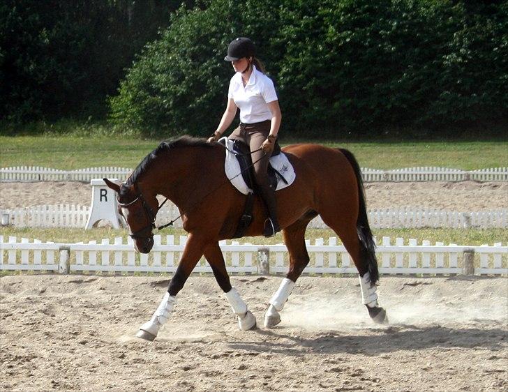 Dansk Varmblod Solhøjs Trigat - sommer 2010 billede 6