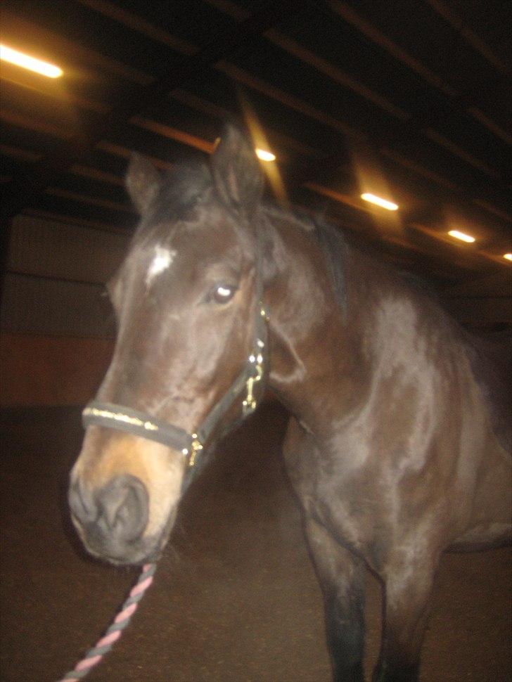 Anden særlig race Lucy rideskole(aflivet) billede 17