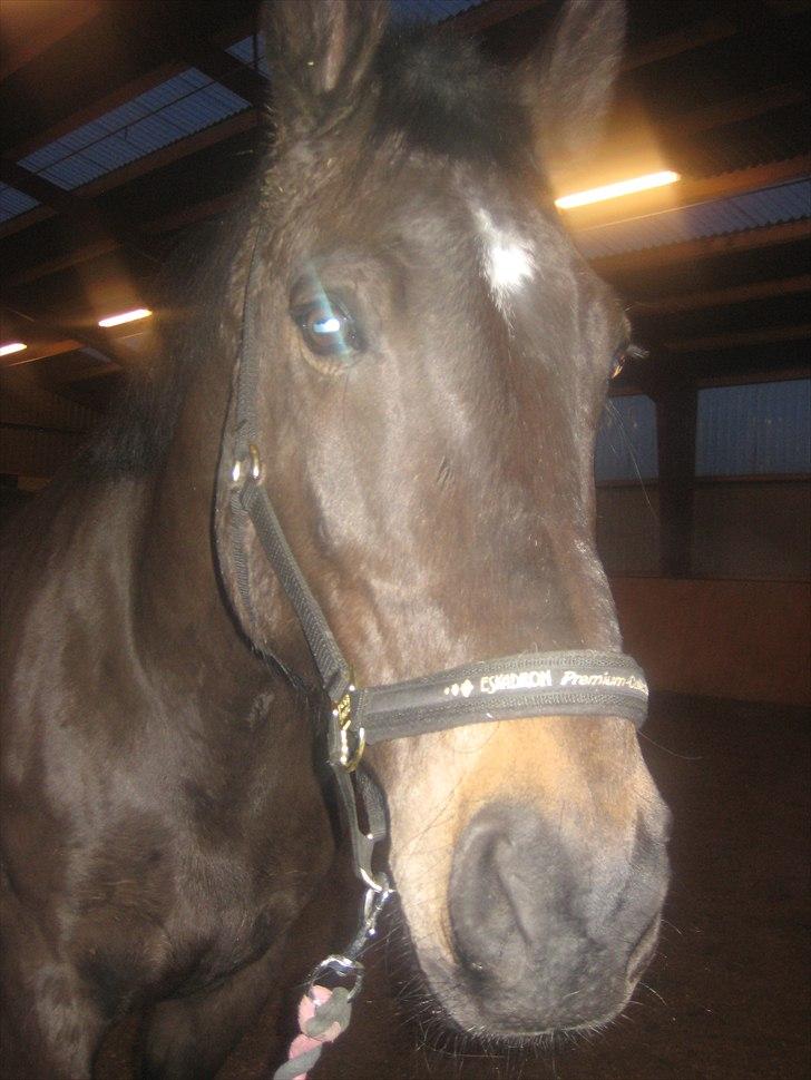 Anden særlig race Lucy rideskole(aflivet) billede 19