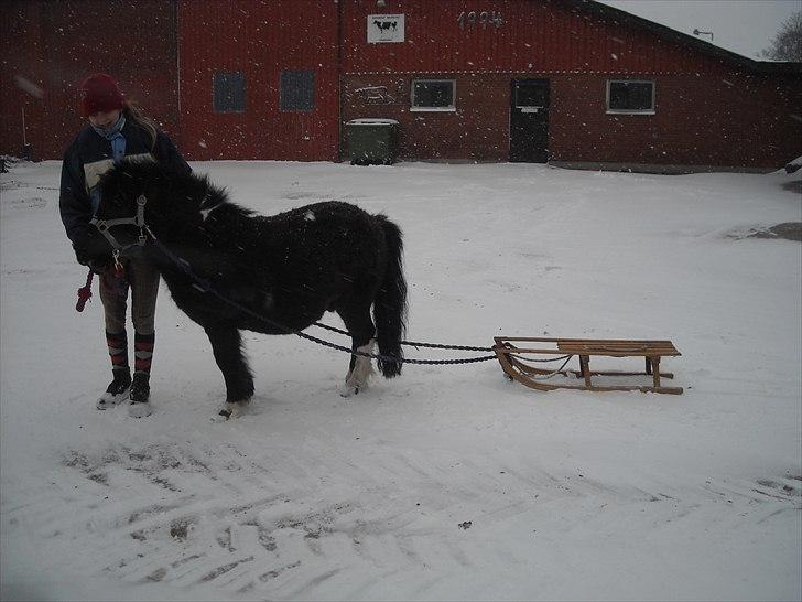 Shetlænder Felix ... - felix med slæde omme bAG på billede 15