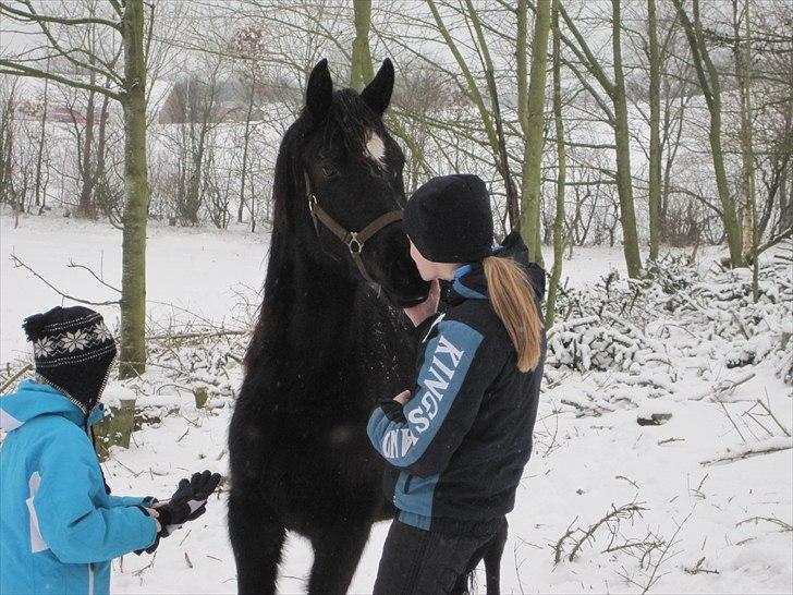 Trakehner Elvira Madigan - - 16/2-11, 3. dag med Elvira. <3 billede 16