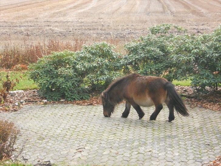 Shetlænder Pjuske billede 10