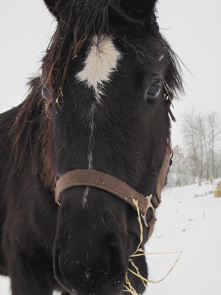 Trakehner Elvira Madigan - - 16/2-11  billede 17