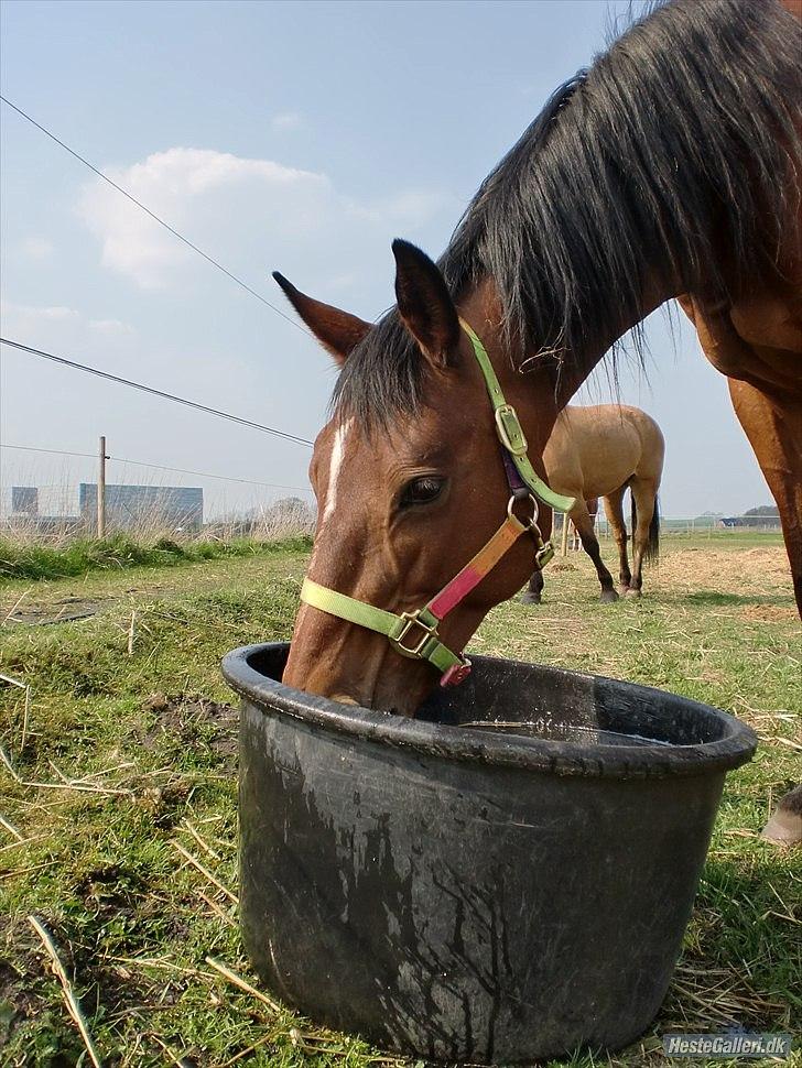 Dansk Varmblod Majbrit. RIP - dejligt sommer foto af tøssen. efet en fin ride tur! billede 18