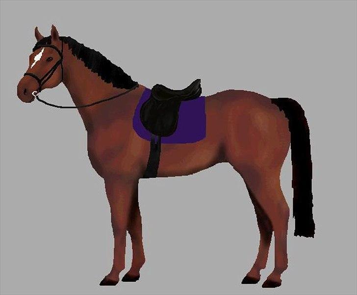 Dansk Varmblod Majbrit. RIP billede 19