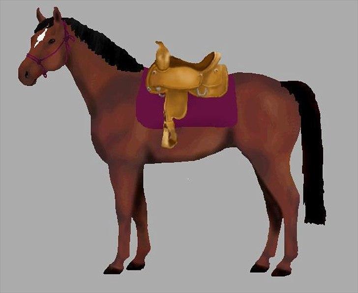 Dansk Varmblod Majbrit. RIP billede 20