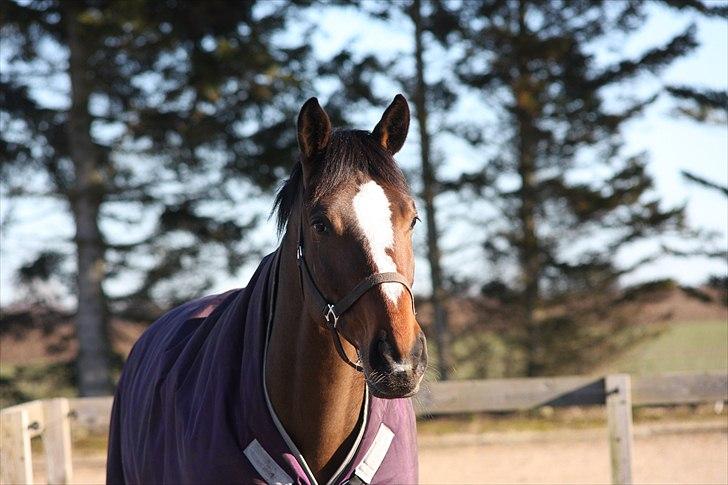 Dansk Varmblod May Candeloro - Candeloro på fold (: billede 6