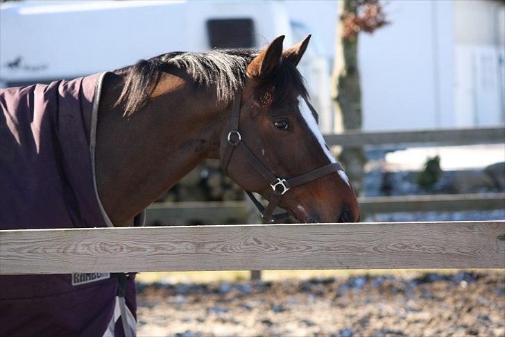 Dansk Varmblod May Candeloro billede 10