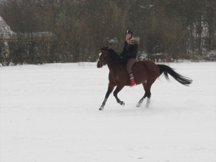 Anden særlig race Maggie billede 11