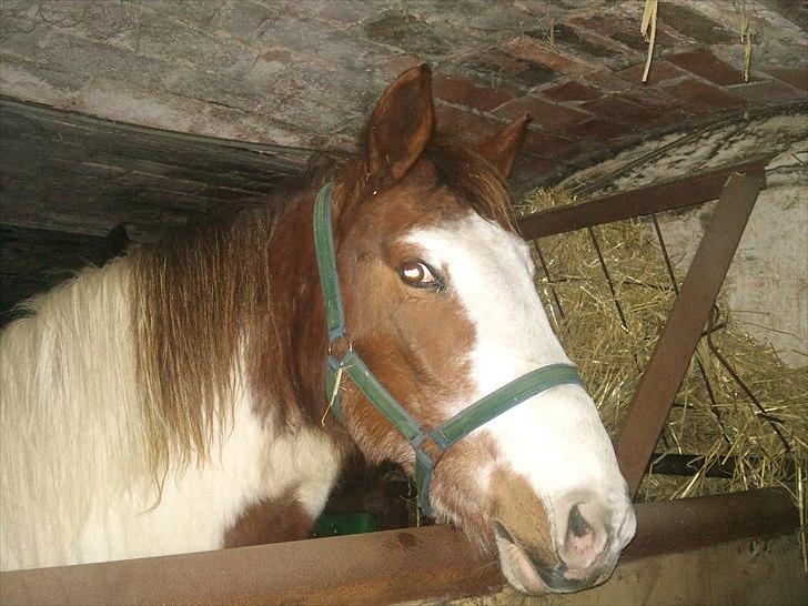 Anden særlig race Flamme (Solgt) billede 10