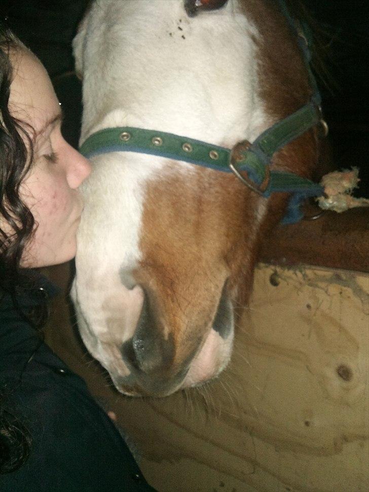 Anden særlig race Flamme (Solgt) billede 11