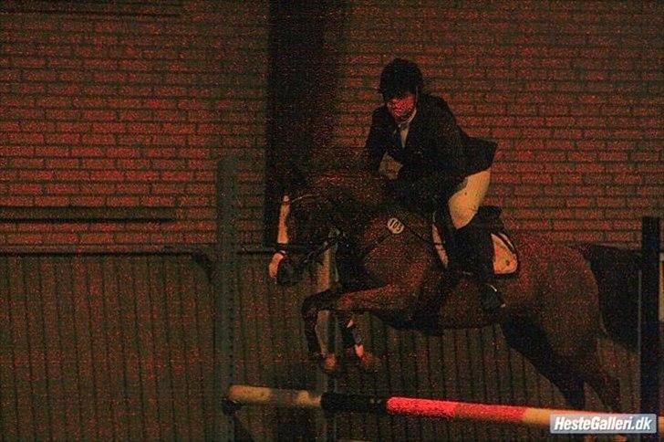 Hollandsk Sportspony Calypso SOLGT billede 18