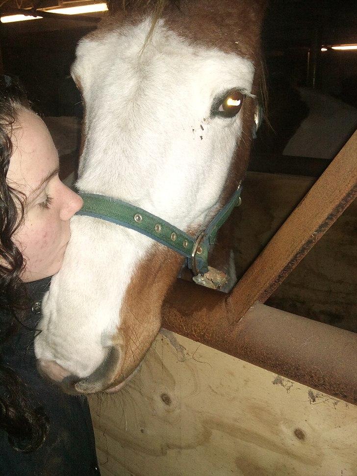 Anden særlig race Flamme (Solgt) billede 12