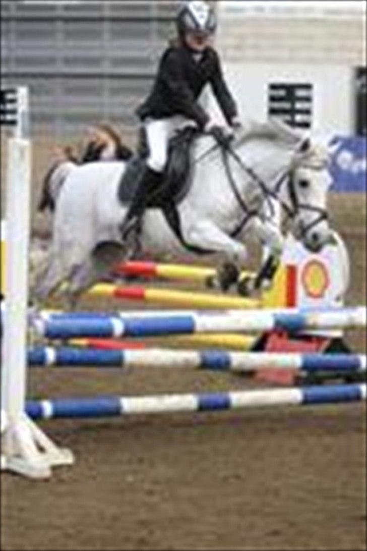 Hollandsk Sportspony *Jarka* (Jackie) Solgt:-( - Stævne i Frederica ;-) billede 2