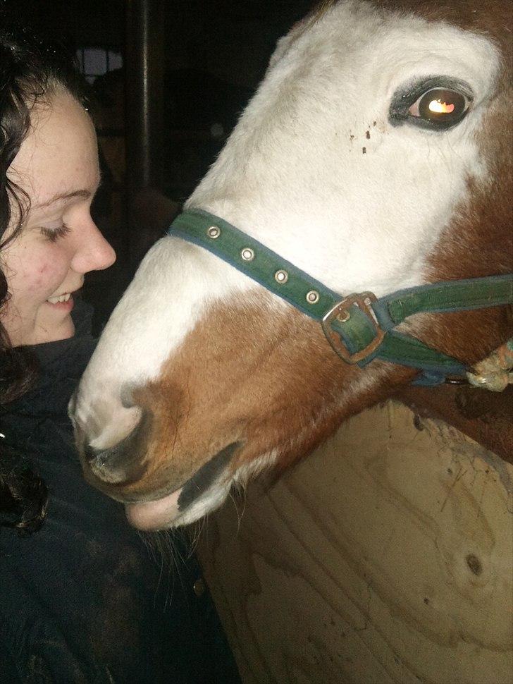 Anden særlig race Flamme (Solgt) billede 13