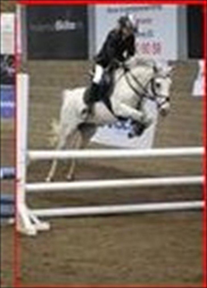 Hollandsk Sportspony *Jarka* (Jackie) Solgt:-( - :-* .. Stævne i Frederica  billede 3