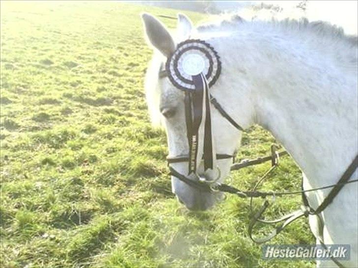Hollandsk Sportspony *Jarka* (Jackie) Solgt:-( - 2. Plads:-) billede 5