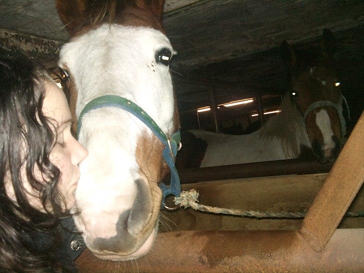 Anden særlig race Flamme (Solgt) billede 14