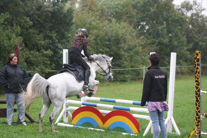 Hollandsk Sportspony *Jarka* (Jackie) Solgt:-( - <3 billede 10