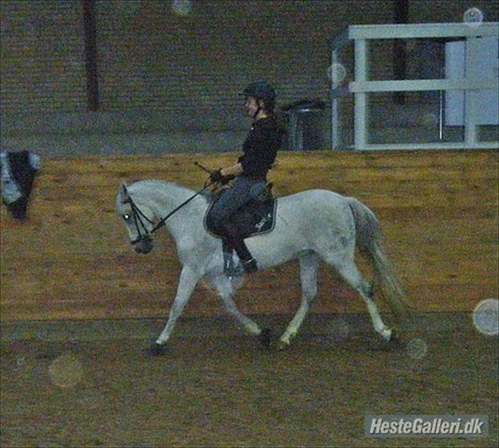 Hollandsk Sportspony *Jarka* (Jackie) Solgt:-( - Rikke og Jackie .. - Jackie´s deeeeejliige trav!! :-] billede 12