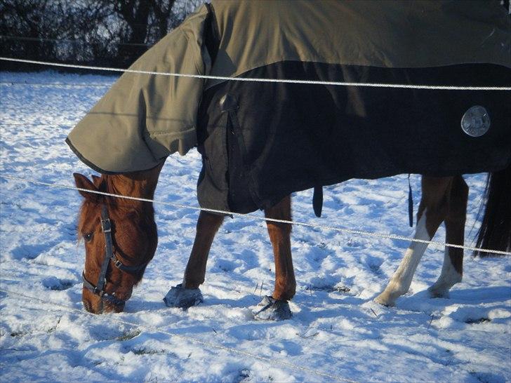 Belgisk Sportspony barina billede 2