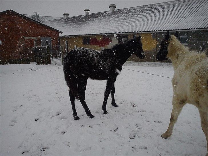 Anden særlig race Annabell billede 19