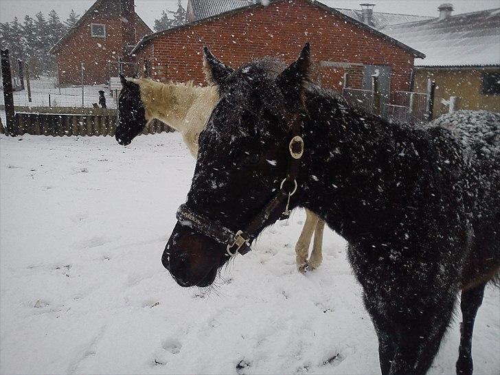 Anden særlig race Annabell billede 20