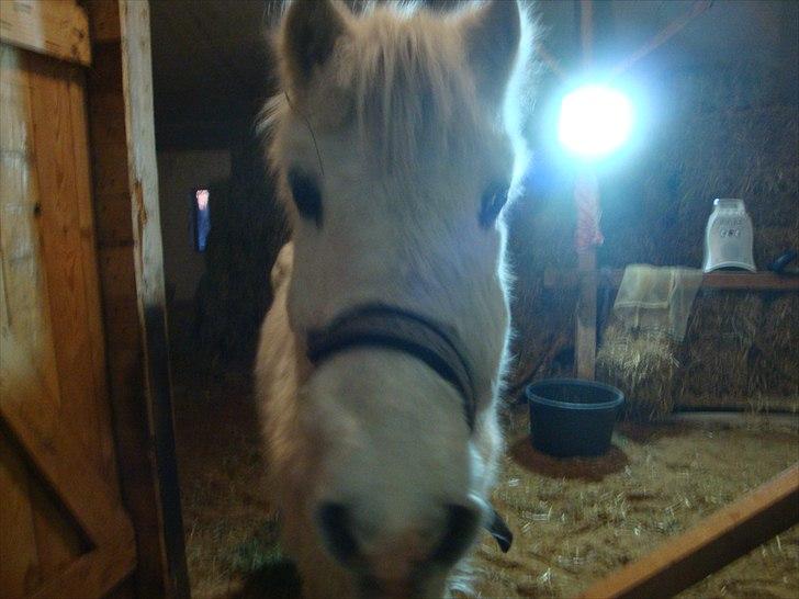 Camargue  Nadina billede 7