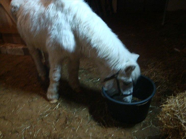 Camargue  Nadina billede 10