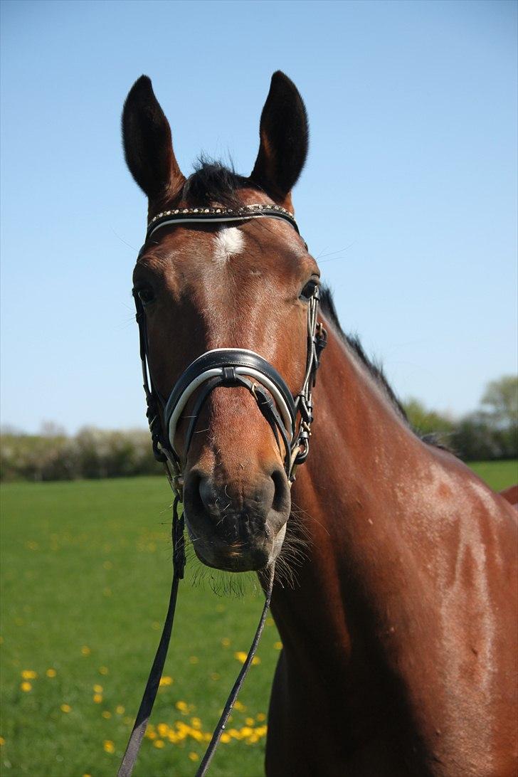 Dansk Varmblod Cato - ... verdens smukkeste hest <3 billede 3