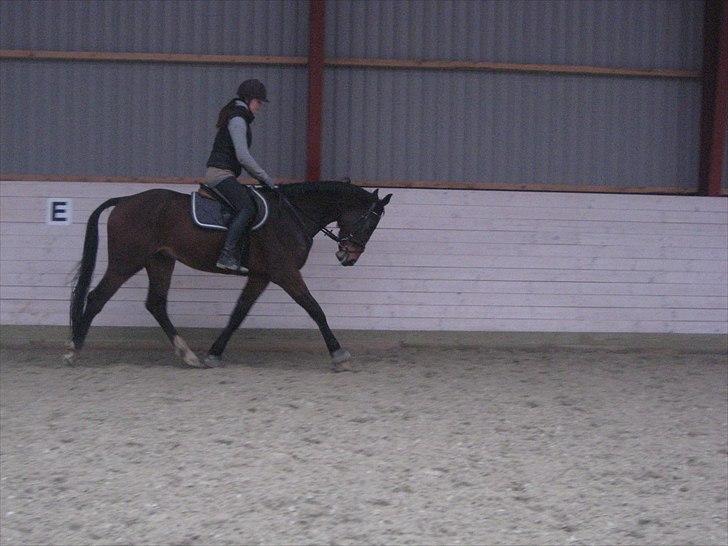 Dansk Varmblod Cato - ... tilridning, tredje gang med rytter, februar 2011 billede 5