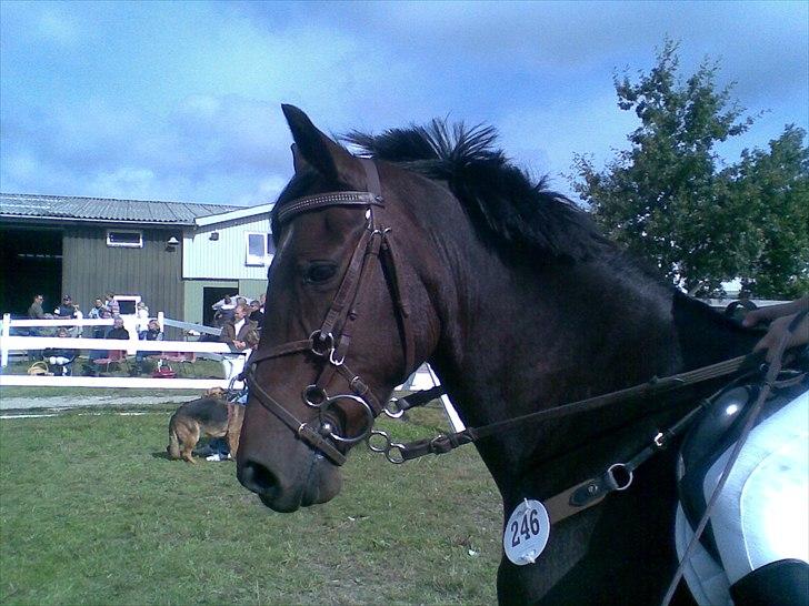 Anden særlig race Dixie - distriks stævne på HSK LA 8 plads billede 17