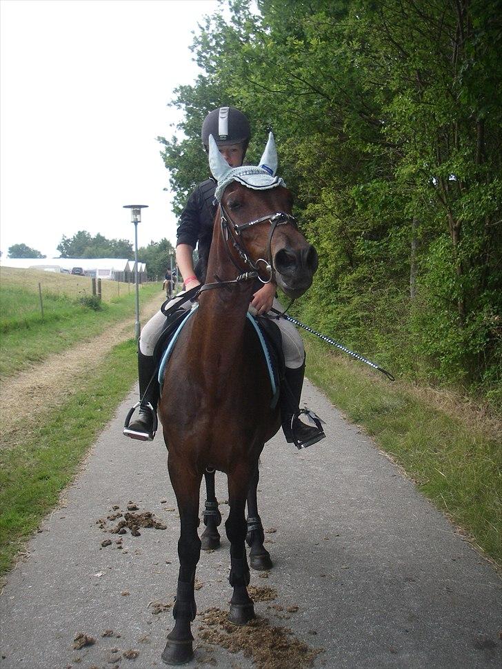 Anden særlig race Dixie - på vej hen til copenhegen horse show`s spring baner :) billede 18