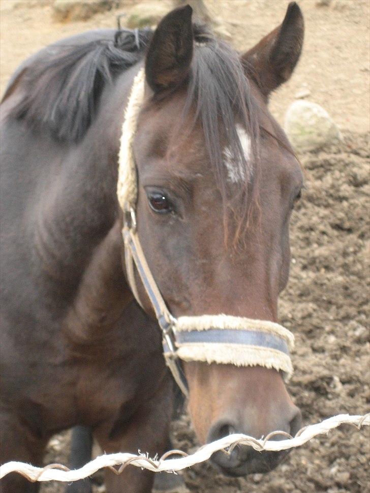 Anden særlig race Dixie billede 19