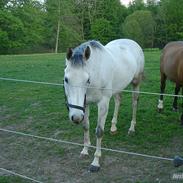 Anden særlig race Silver. 