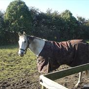Anden særlig race Silver. 