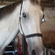 Anden særlig race Silver. 