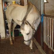 Anden særlig race Silver. 