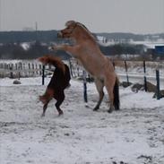 Fjordhest Hæstrups Julius<3 