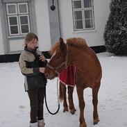 Anden særlig race Gucci Santana