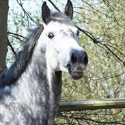 Holstener Mailunds Cirkeline