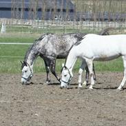 Holstener Mailunds Cirkeline