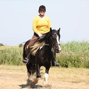 Irish Cob Doneen fan Kilewier